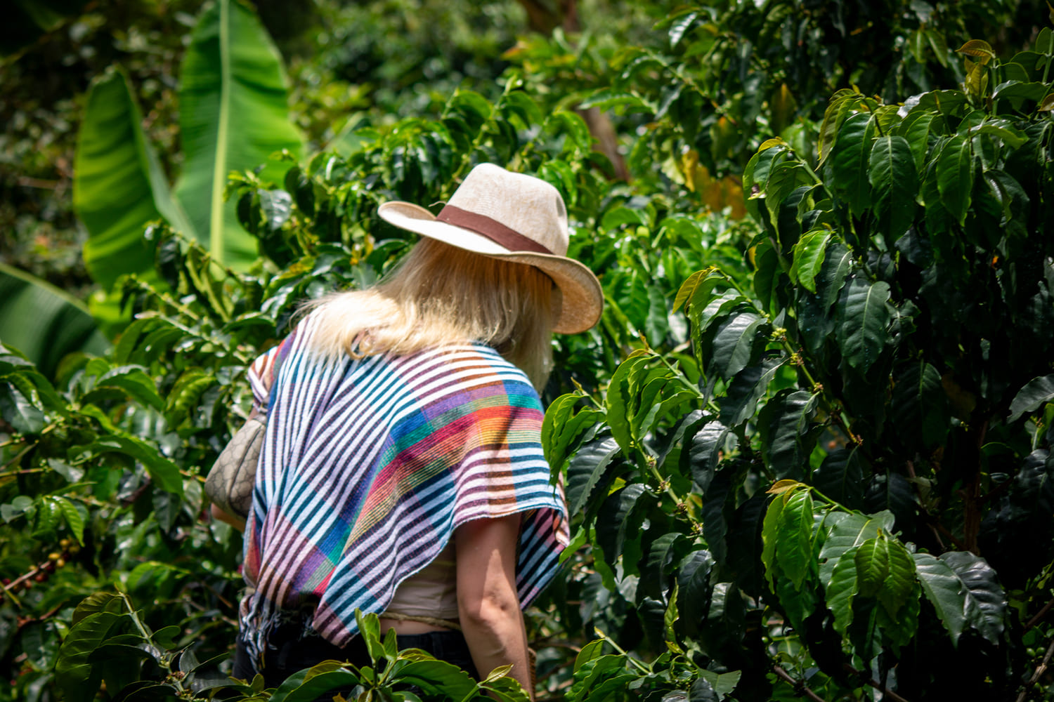 Visitante con sombrero entre los cafetales